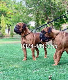 Bullmastiff Puppies for sale