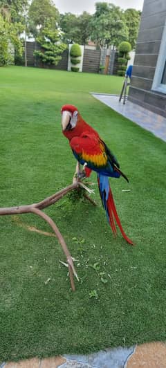 Scarlet Macaw for sale