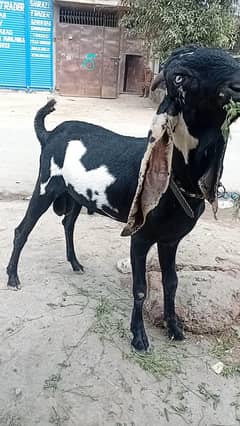 Amratsari betal bacha good looking