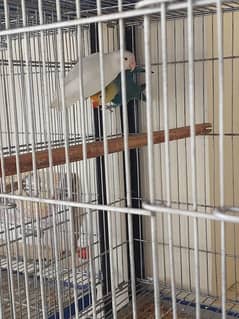love birds