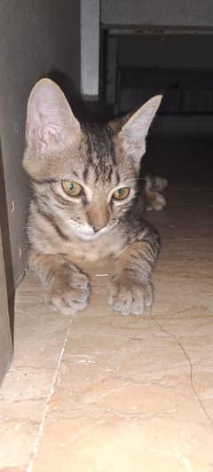 Trained young cat for sale