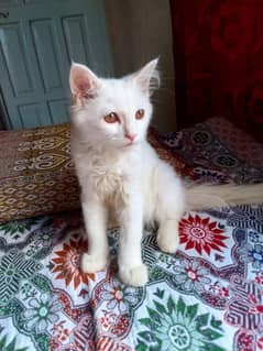 Male Bela For Sale