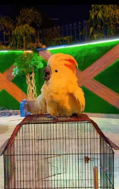 cockatoo  mullacan  baby chick