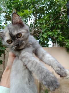 Persian