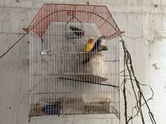 2 Pairs of Lovebirds
