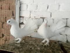 Fancy Pigeon Lakky Kabootar 03431683430