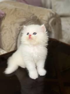 Persian kitten