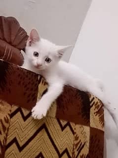 Siberian cat for sale