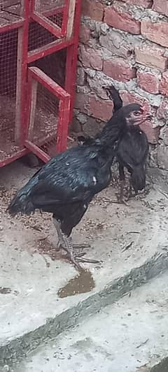 beautiful Thai aseel hen