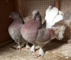Beautiful Fancy Tail Pigeons  