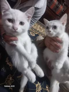 Persian kitten pair