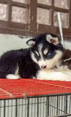 Siberian
