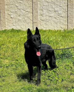 German Shepherd Microchipped Pedigree Puppiy