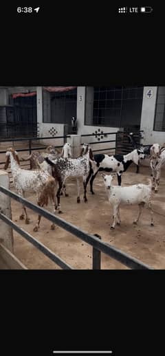 Pregnant bakriya