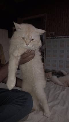 Persian
