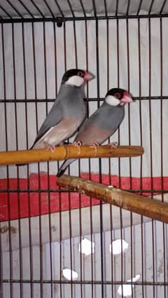 grey java pair