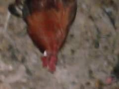 Full Breeder Rooster 