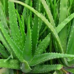 Organic Aloe Vera Plant