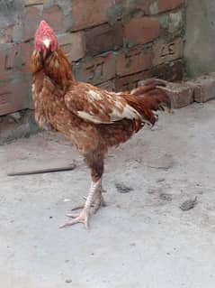 A fancy cook Male colourful