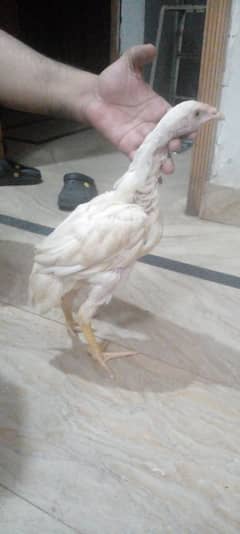 Aseel
