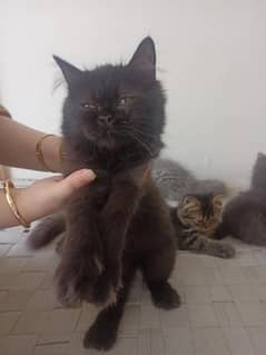 4month Persian kitten for sale