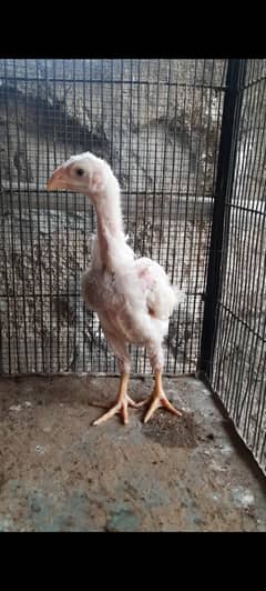 Japanese white king shamo chicks for sale