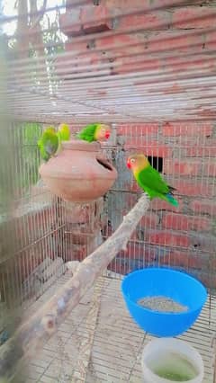 2 pair + cage(2.5×1.5 ft urgent sell