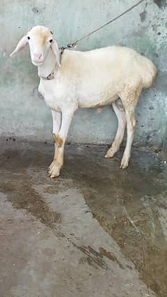 Beautiful Dumba Male