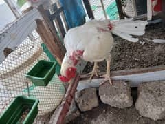 Heera aseel breeder pair for sale