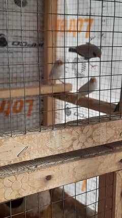Finches