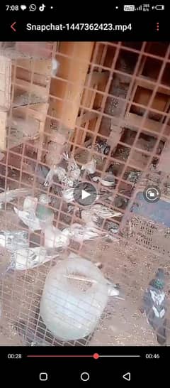 breader joro waly kabotar