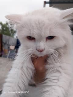 porsion male cat