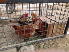 Very healthy egg laying lohmann brown with Aseel rooster available