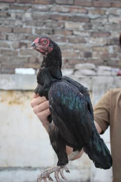 high quality  aseel murghian