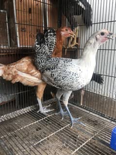 Hens