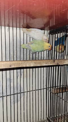 love bird
