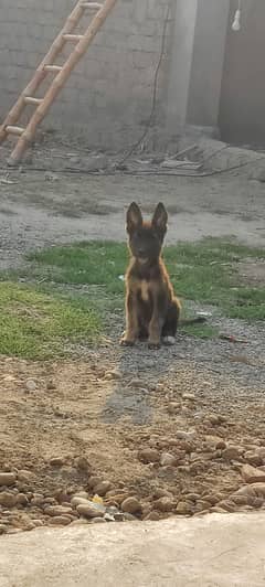 German shepherd double coat