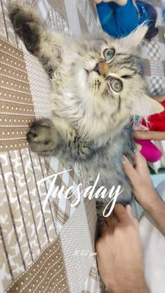panch face Persian cat