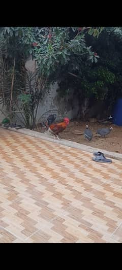 phantom rooster, chinese pair, desi rooster