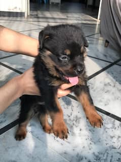 rottweiler male puppy