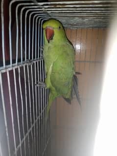 Speaking Female Raw Parrot