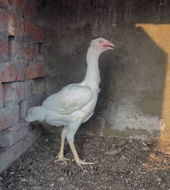 Heera aseel pathi