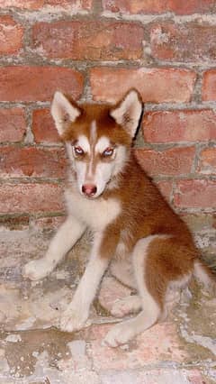 friendly puppy Siberian Husky looking for a new home