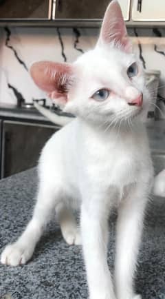 Persian blue eyes kittens pair