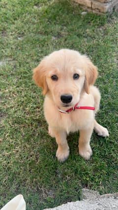 Golden Retriever puppy pedigree