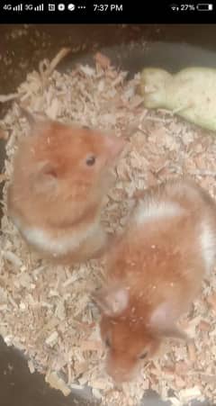 hamster