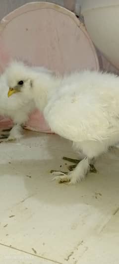 Silkie
