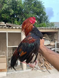 OLD BLOOD LINE PURE BREED