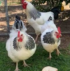 fresh and fertile eggs available in kahuta Rawalpindi