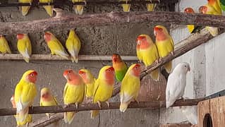 Lutino birds for Sale